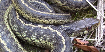 Virginia Beach snake